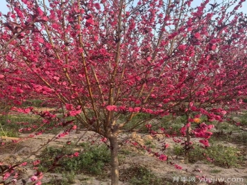 红叶碧桃种植办法