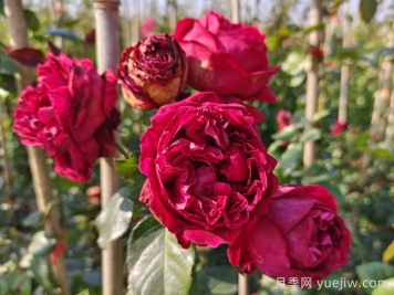 红色和粉色龙沙宝石爬藤月季对比