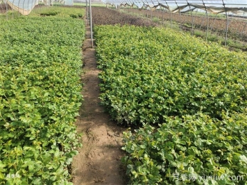 如何苗木判断浇灌返青水的时间及浇水量？