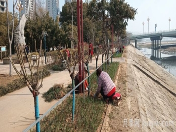 南阳白河岸淯阳桥台地增植树状月季