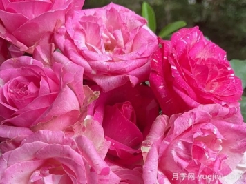 卡西莫多雪山月季