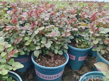 月季必须要抹芽吗？粉三种情况操作