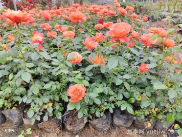 养好月季很简单，牢记这八点圣经