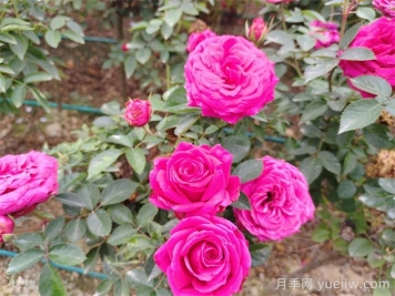 为什么月季是药罐子？如何挑选高抗病性月季品种？