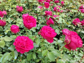 红色龙沙宝石藤本月季，大花艳丽，花量超多