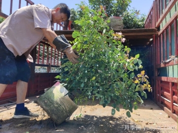 月季花的修剪技巧是什么？如何让月季花开得更漂亮？