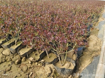 月季冬天会冻死吗？月季冬季需要做哪些防护？