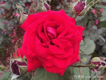 喜欢月季花，你知道月季花该如何养？