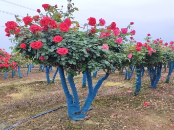 多杆古桩月季发货北京别墅庭院