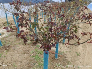 月季发芽了，叶片一碰就掉是什么问题？