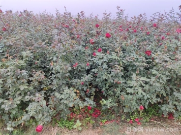 月季产生肥害，月季花施肥的正确方法是什么？  