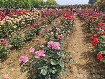 园林景观工程包含哪些具体施工项目和施工标准？