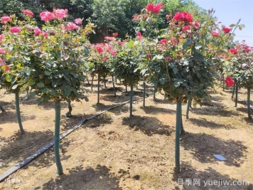 树状月季和园林植物栽植养护常见问题
