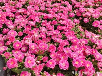 宿根花卉品种在园林景观工程中的应用