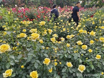 园林景观设计中常见的50条禁忌