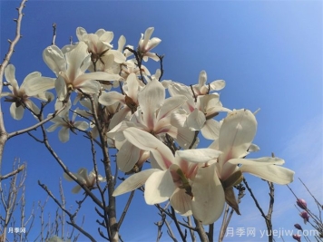 白玉兰，花界高冷女神
