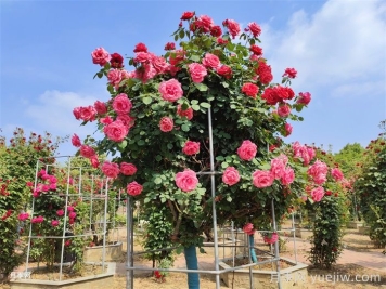 园林植物配置的5种原则