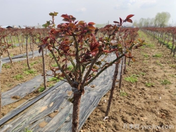 春天月季苗移栽后迟迟不发芽？是什么原因？