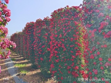 推荐13个藤本植物爬到花墙，开出一片花海