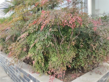 植物介绍：南天竹