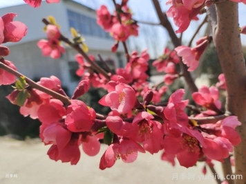 植物介绍:  贴梗海棠