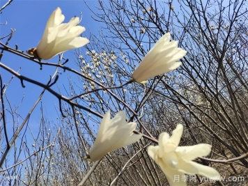 玉兰花开，七个玉兰品种推荐