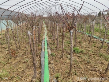 三月要把握苗木移栽补栽的好时机