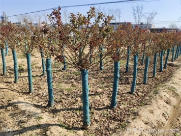 3月份不同地区月季管理的三个要点