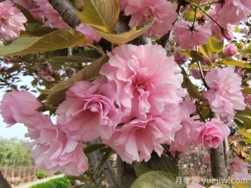 樱花花期多长时间？国内有名的赏樱花景点