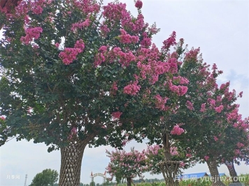 百日红移栽的上佳时机，成活率杠杠的