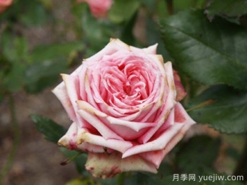 伊尔塞塔月季/拉瑟西斯塔