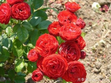 克里扎雅诺什的纪念月季