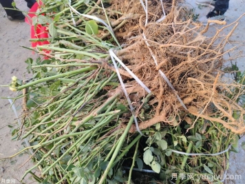 月季花的裸根晒一周还能活吗？