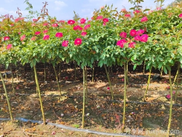 月季花的浇水和施肥办法