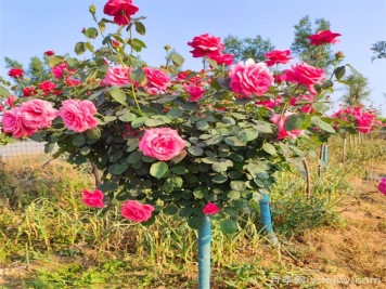 树状月季花怎么浇水和施肥？