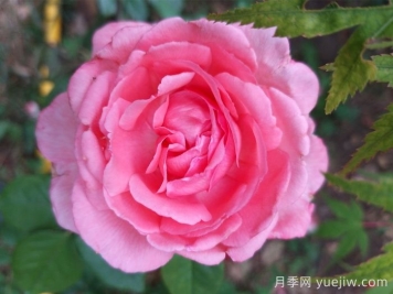 月季，即成美景，也能入药