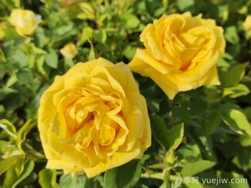 月季花对女人有什么好处？