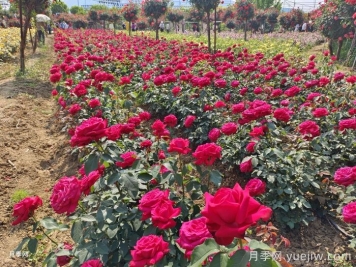 地栽月季如何种？才能成活率高开花多