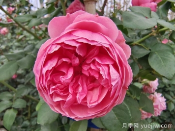 精选十首赞美月季花的古诗词，梦回唐宋看月季花开！