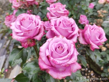 5个月季诗句和译文