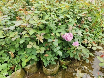 为什么秋天买月季好？