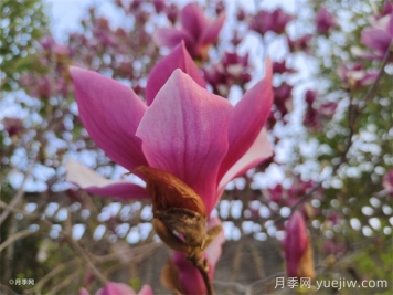 南召县皇后乡玉兰苗木产业飘香致富路