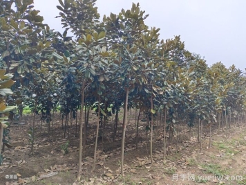 南阳南召广玉兰苗木栽培注意事项