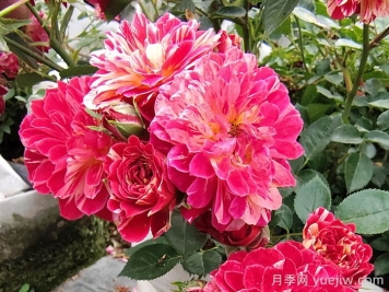 如何选择适合自己的月季花？