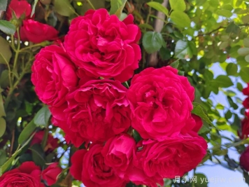 适合夏季的藤本月季品种，高温也能开花