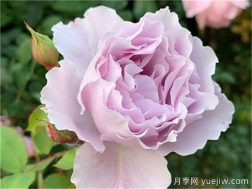 杂交茶香月季经典代表品种