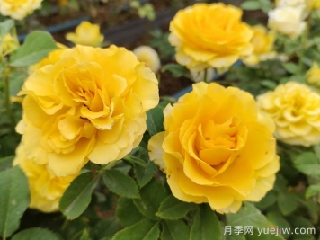 阳台党必入的3个月季花品种