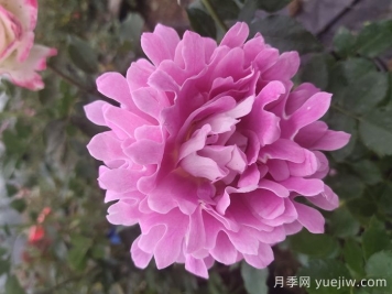 欧月和月季花的区别你知道吗？