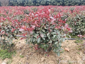 南阳红叶石楠育苗新技术