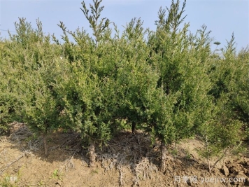 四类花木在庭院种植时要避开